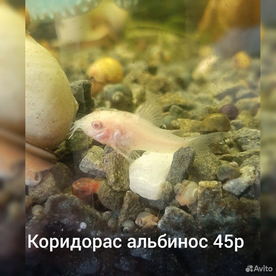 Рыбки купить на Зозу.ру - фотография № 4