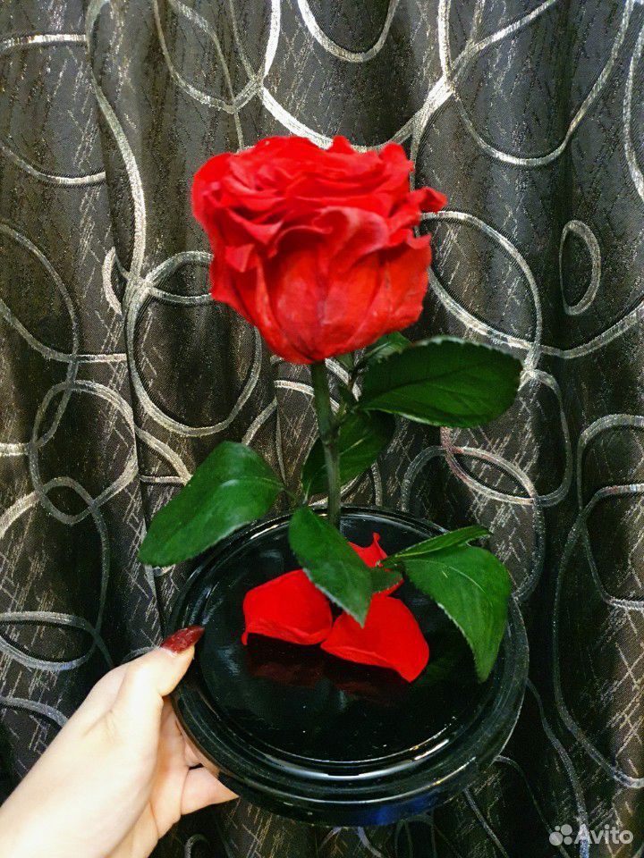 Живая роза в колбе купить на Зозу.ру - фотография № 6