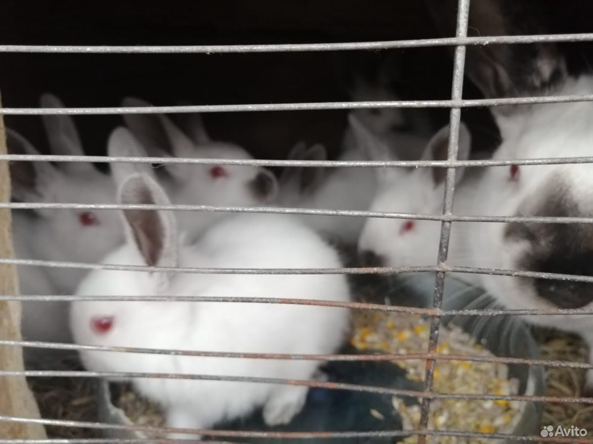 Кролики калифорнийцы купить на Зозу.ру - фотография № 1
