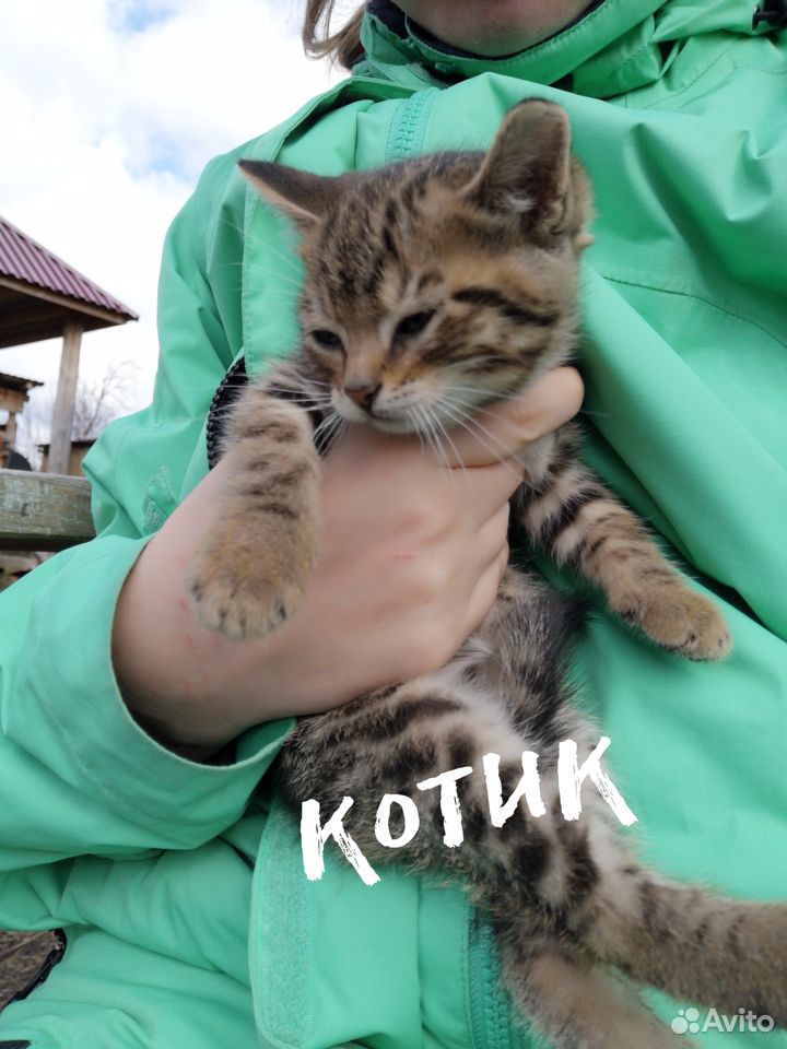 Британские котята С приданным купить на Зозу.ру - фотография № 2