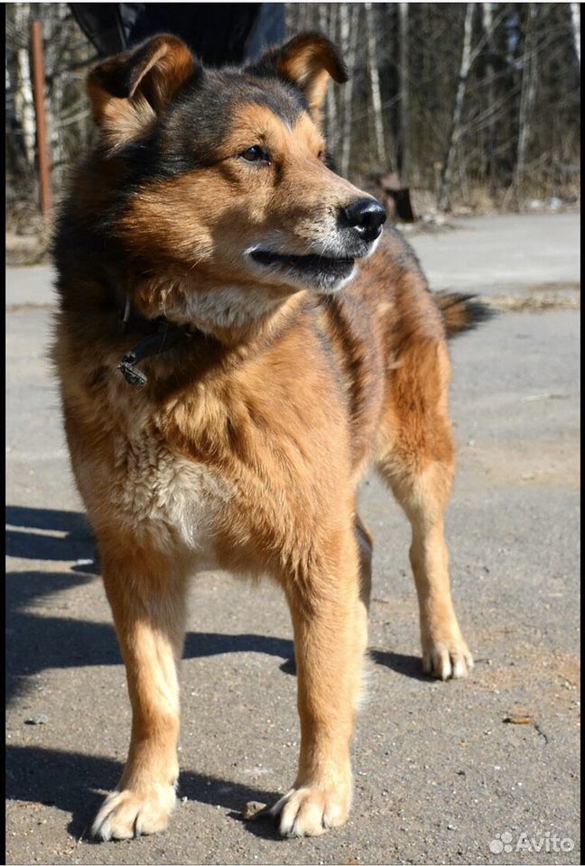 Рыжик пёс кобель собака купить на Зозу.ру - фотография № 2