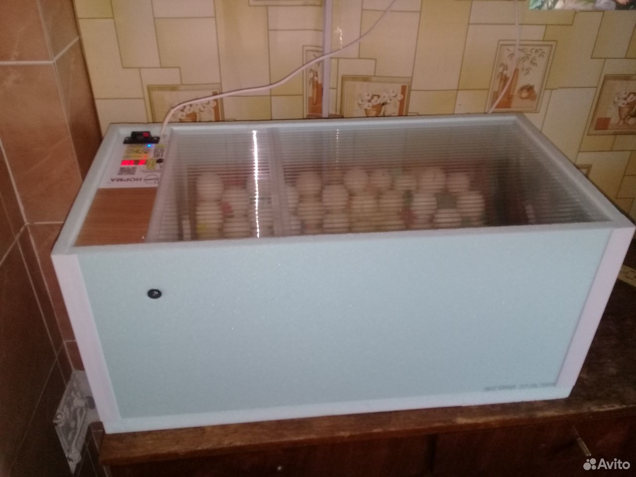 Инкубационное яйцо индюшинное купить на Зозу.ру - фотография № 1