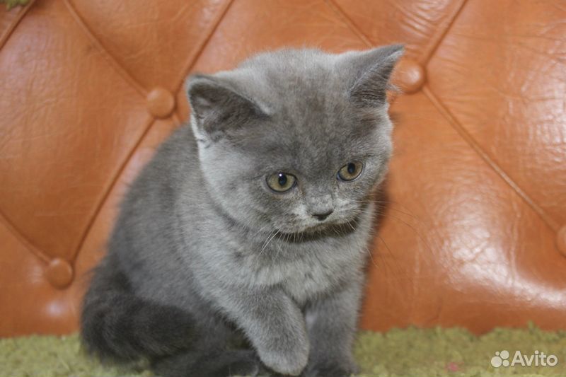 Котята голубые очень красивые купить на Зозу.ру - фотография № 3