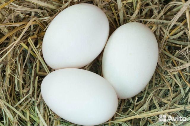 Инкубационное яйцо гусей купить на Зозу.ру - фотография № 2