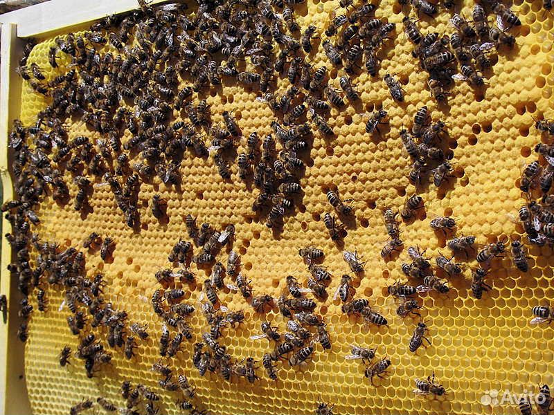 Пчелопакеты купить на Зозу.ру - фотография № 5