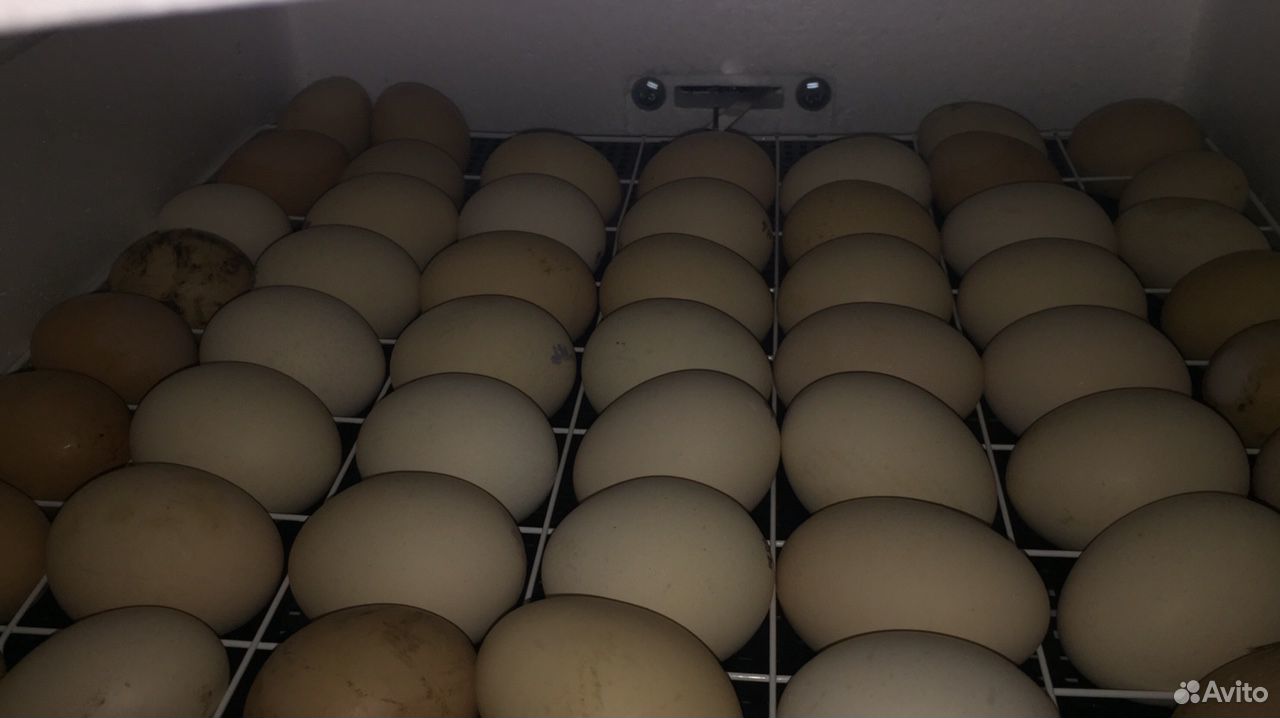 Инкубационные гусиные яйца венгерской породы купить на Зозу.ру - фотография № 1