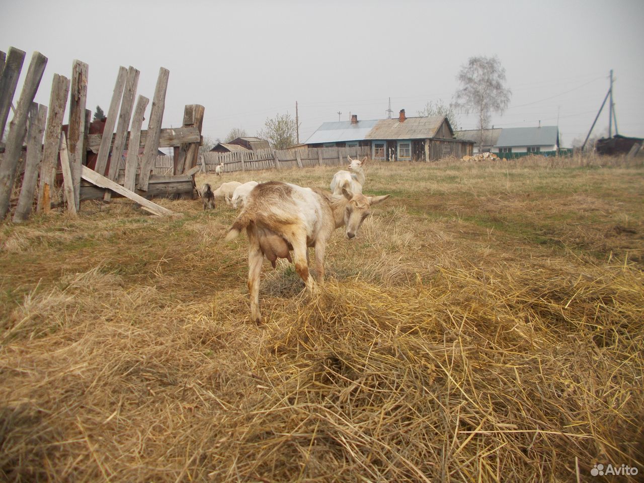 Продажа коз купить на Зозу.ру - фотография № 3