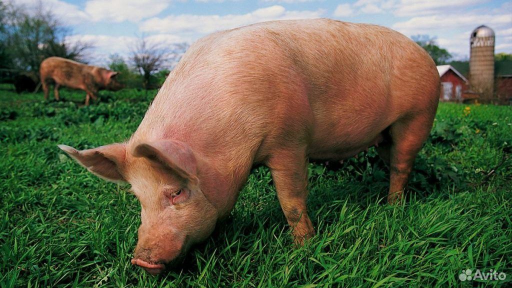 Продается свинья на мясо купить на Зозу.ру - фотография № 1