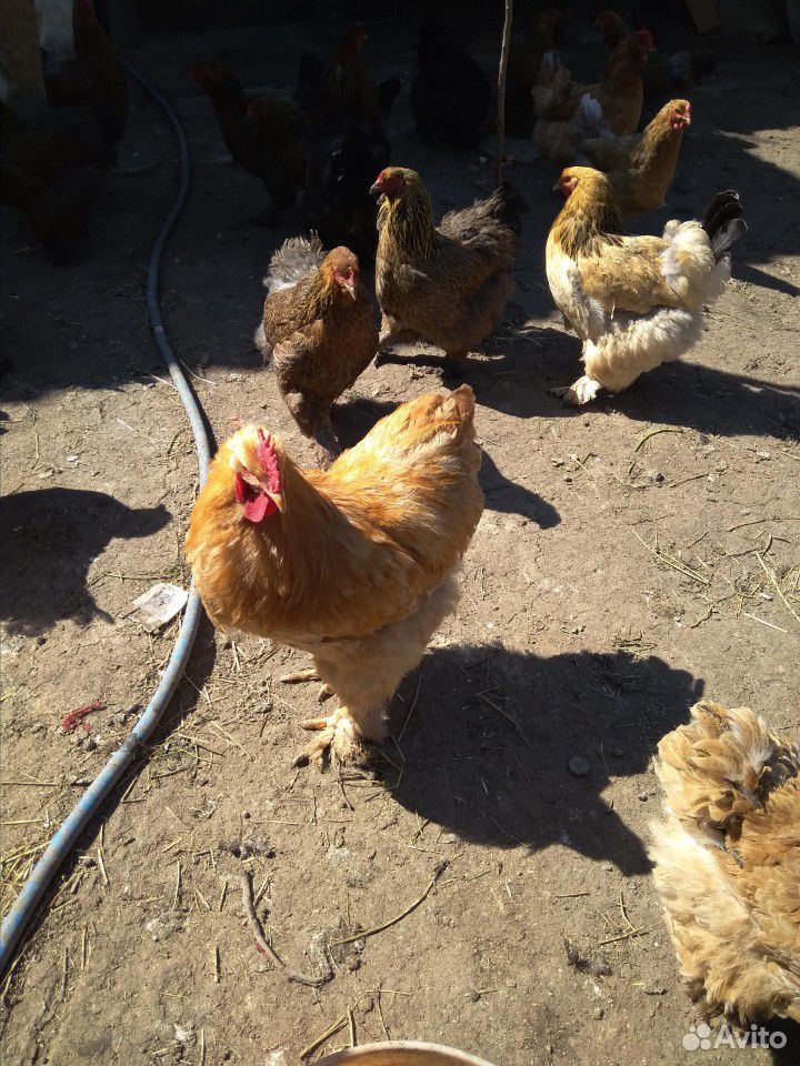 Куры с цыплятами купить на Зозу.ру - фотография № 3