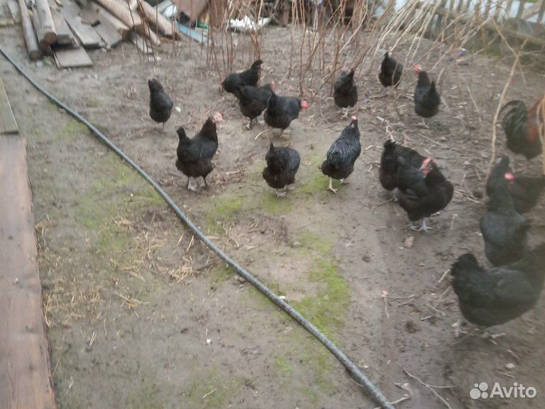 Чёрная курица купить на Зозу.ру - фотография № 3