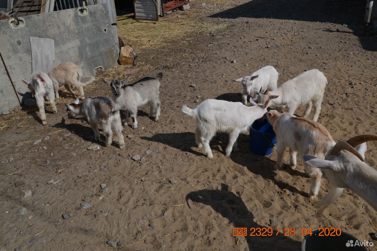 Продам коз и козлят купить на Зозу.ру - фотография № 6