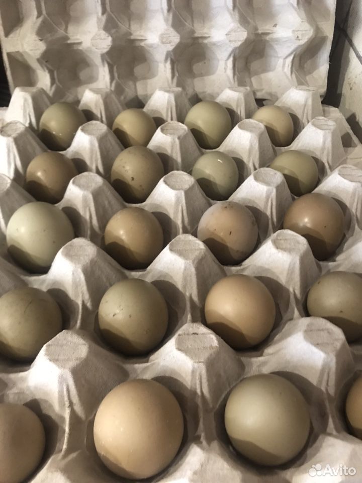 Инкубационное яйцо фазана охотничьего купить на Зозу.ру - фотография № 1