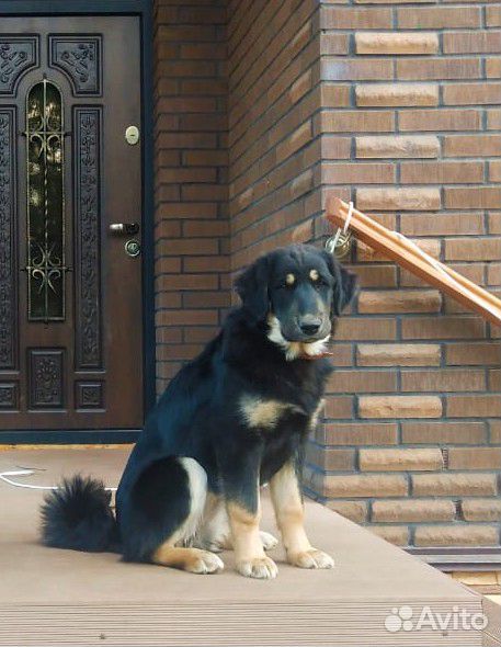 Сторожевая собака(волкодав Банхар) купить на Зозу.ру - фотография № 3