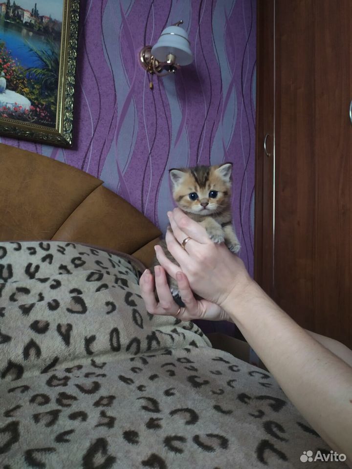 Ш.котята купить на Зозу.ру - фотография № 3
