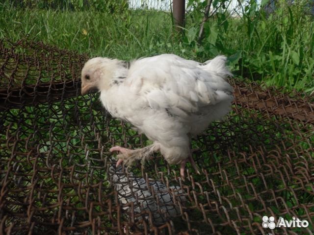 Брама цыплята,яйцо,гусята,индюшата,взрослая птица купить на Зозу.ру - фотография № 6