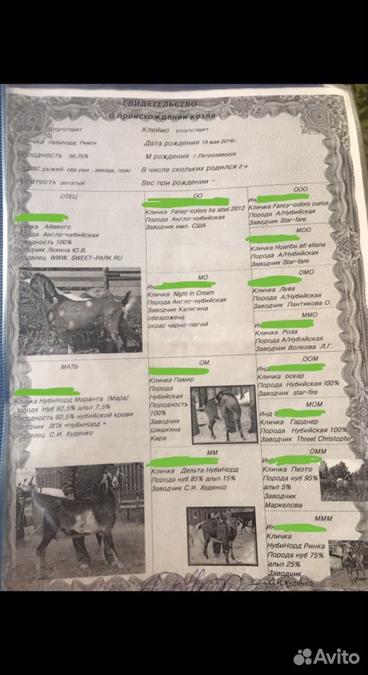 Англо-Нубийский козел на вязку (покрытие) купить на Зозу.ру - фотография № 3