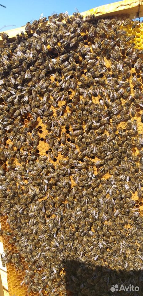 Пчёлы. Пчёло семьи купить на Зозу.ру - фотография № 2