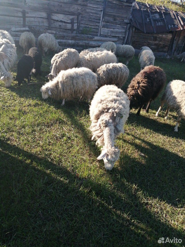 Стадо овец с ягнятами в количестве 29шт купить на Зозу.ру - фотография № 2