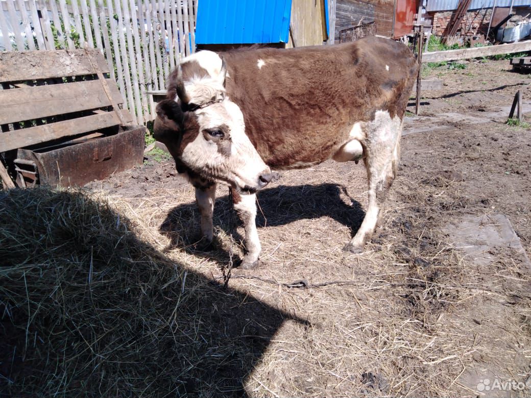 Корова на мясо купить на Зозу.ру - фотография № 1