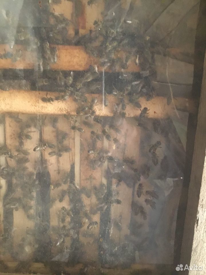 Пчелосемья купить на Зозу.ру - фотография № 4