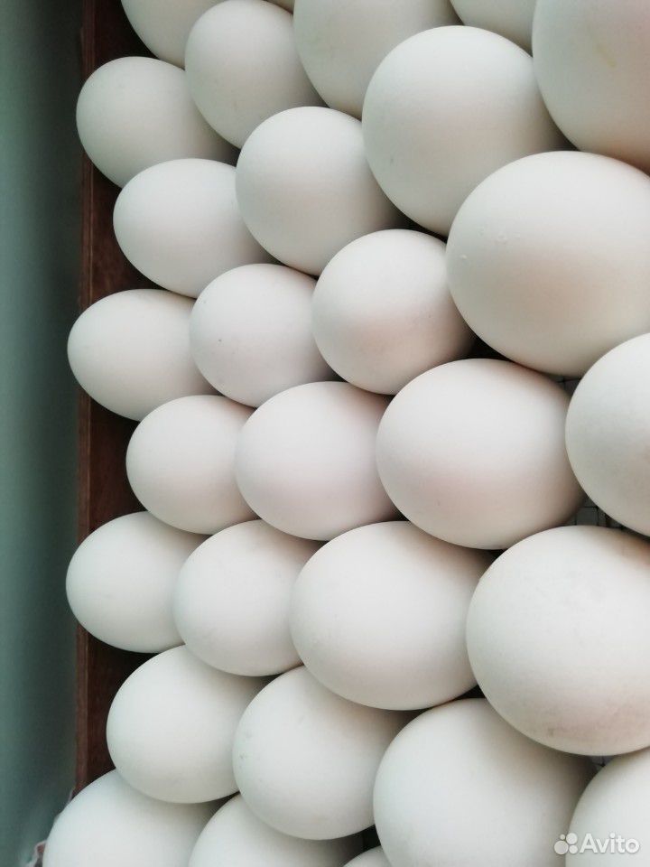 Яйцо инкубационное домашних гусей купить на Зозу.ру - фотография № 1