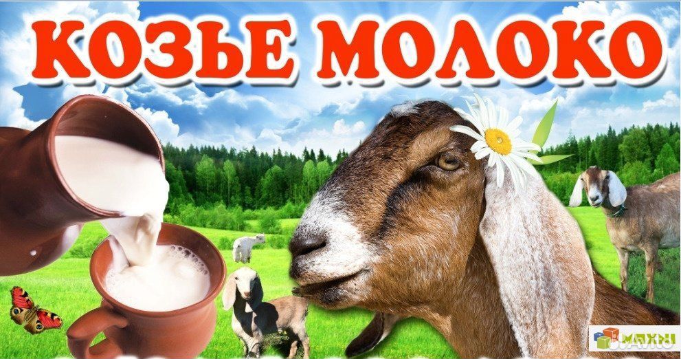 Продам козье молоко купить на Зозу.ру - фотография № 1