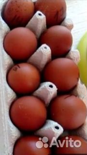 Инкубационное яйцо кур маранов купить на Зозу.ру - фотография № 1