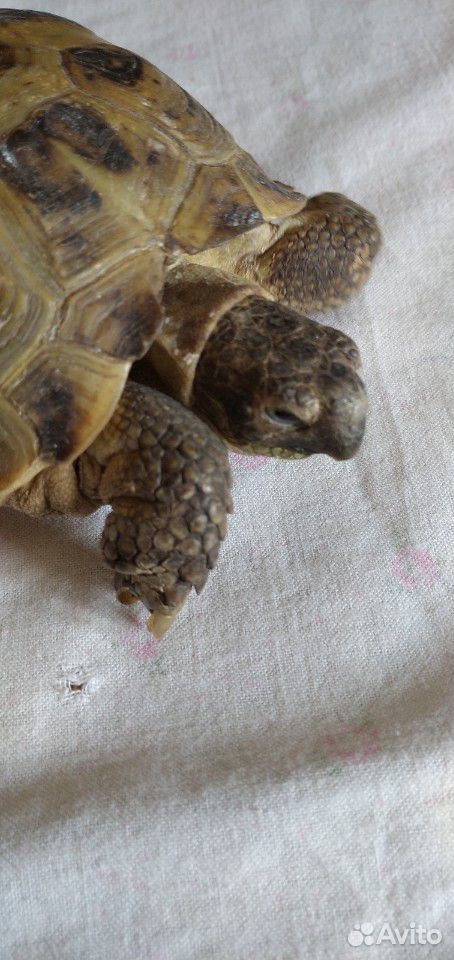 Сухопутные черепахи купить на Зозу.ру - фотография № 6