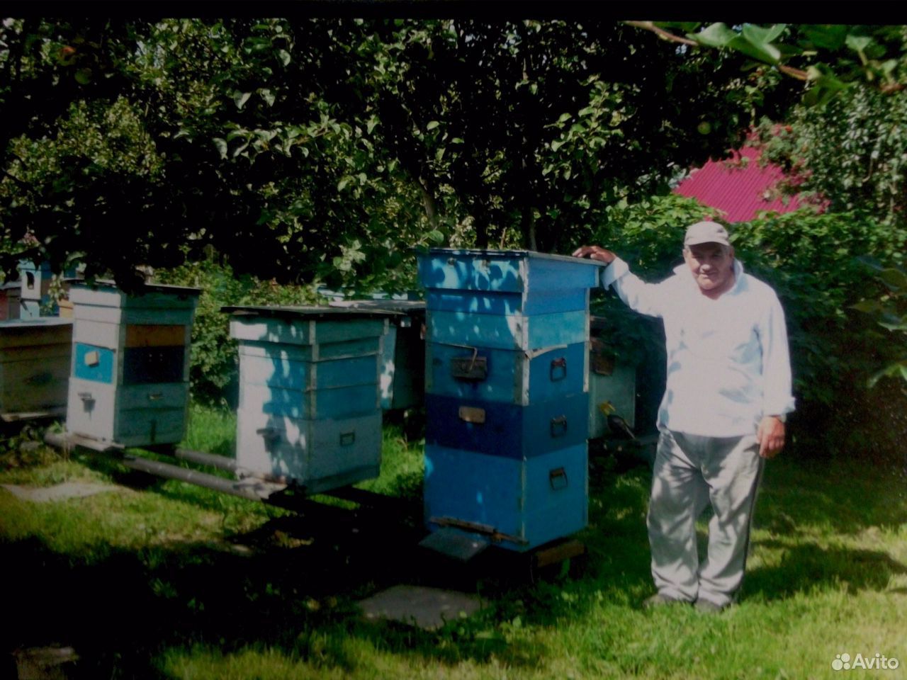 Продажа пчелосемей купить на Зозу.ру - фотография № 1