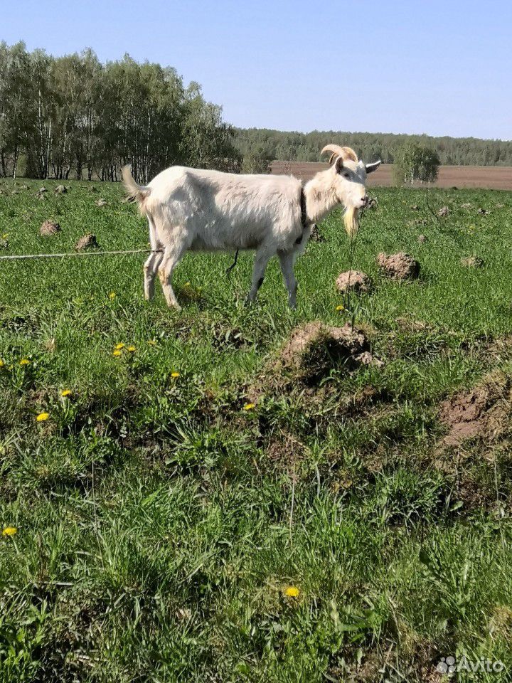 Коза на мясо купить на Зозу.ру - фотография № 2