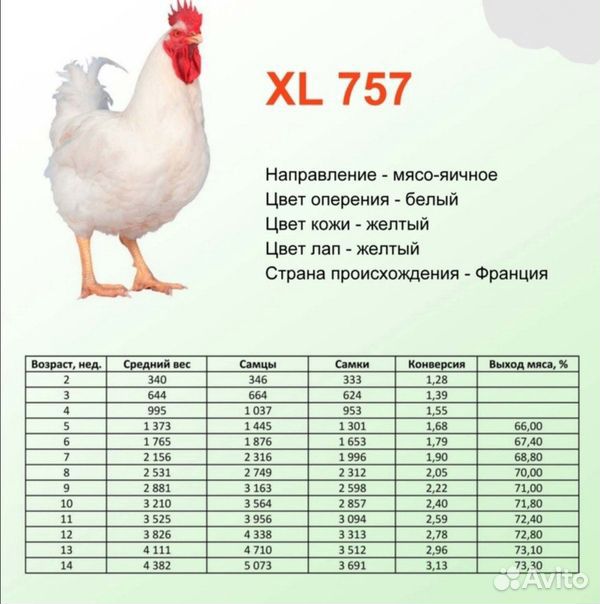 Цыплята XL 757 купить на Зозу.ру - фотография № 1