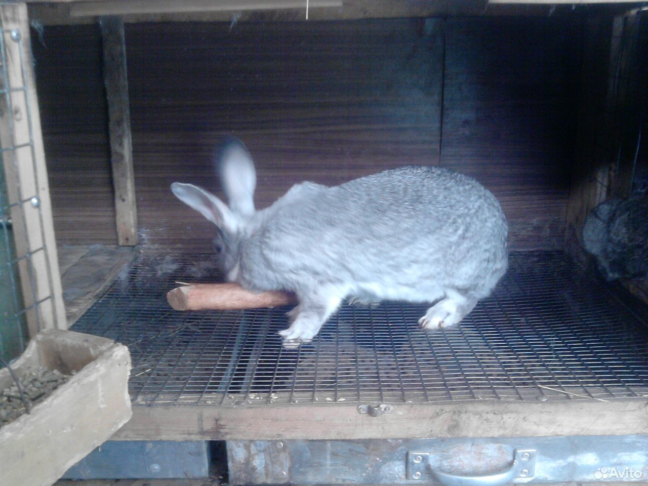 Мясо кролика купить на Зозу.ру - фотография № 10