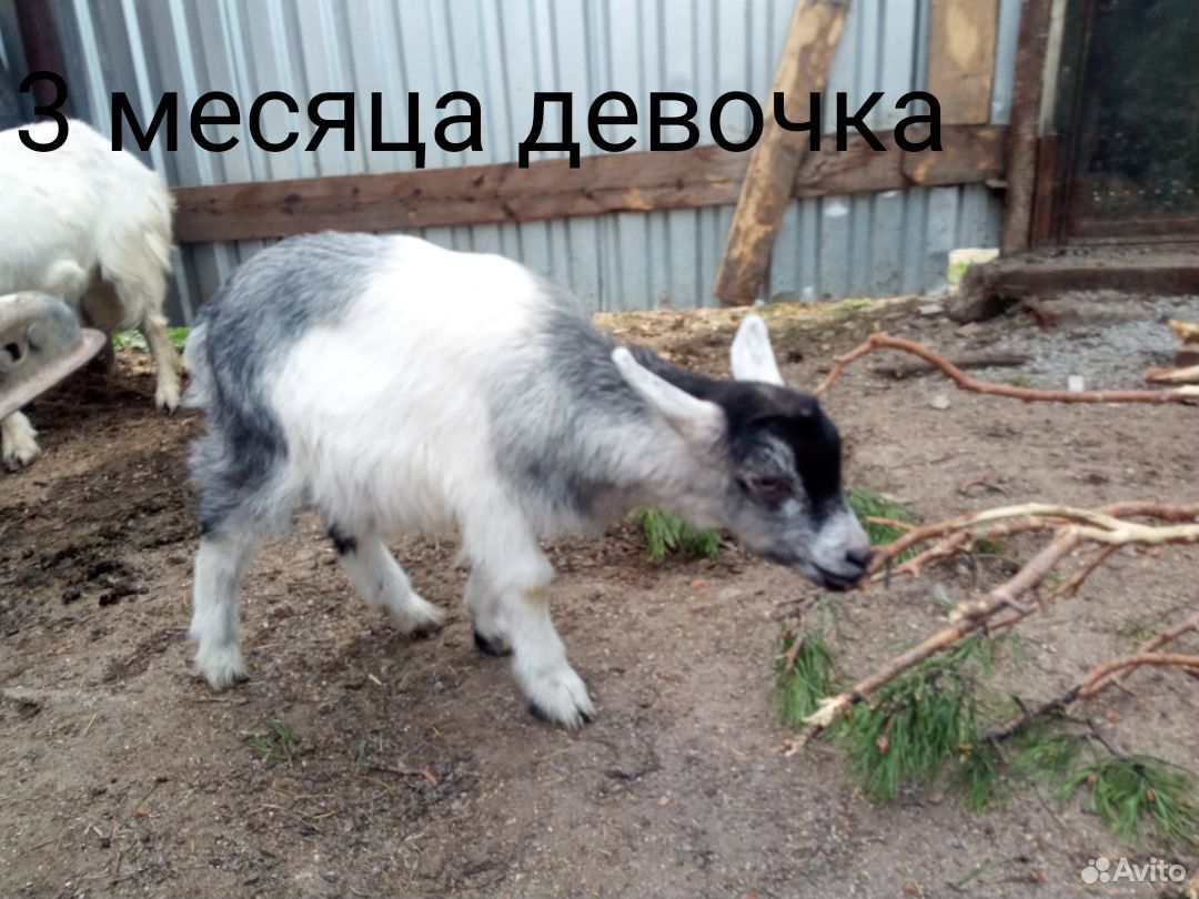 Коза купить на Зозу.ру - фотография № 2