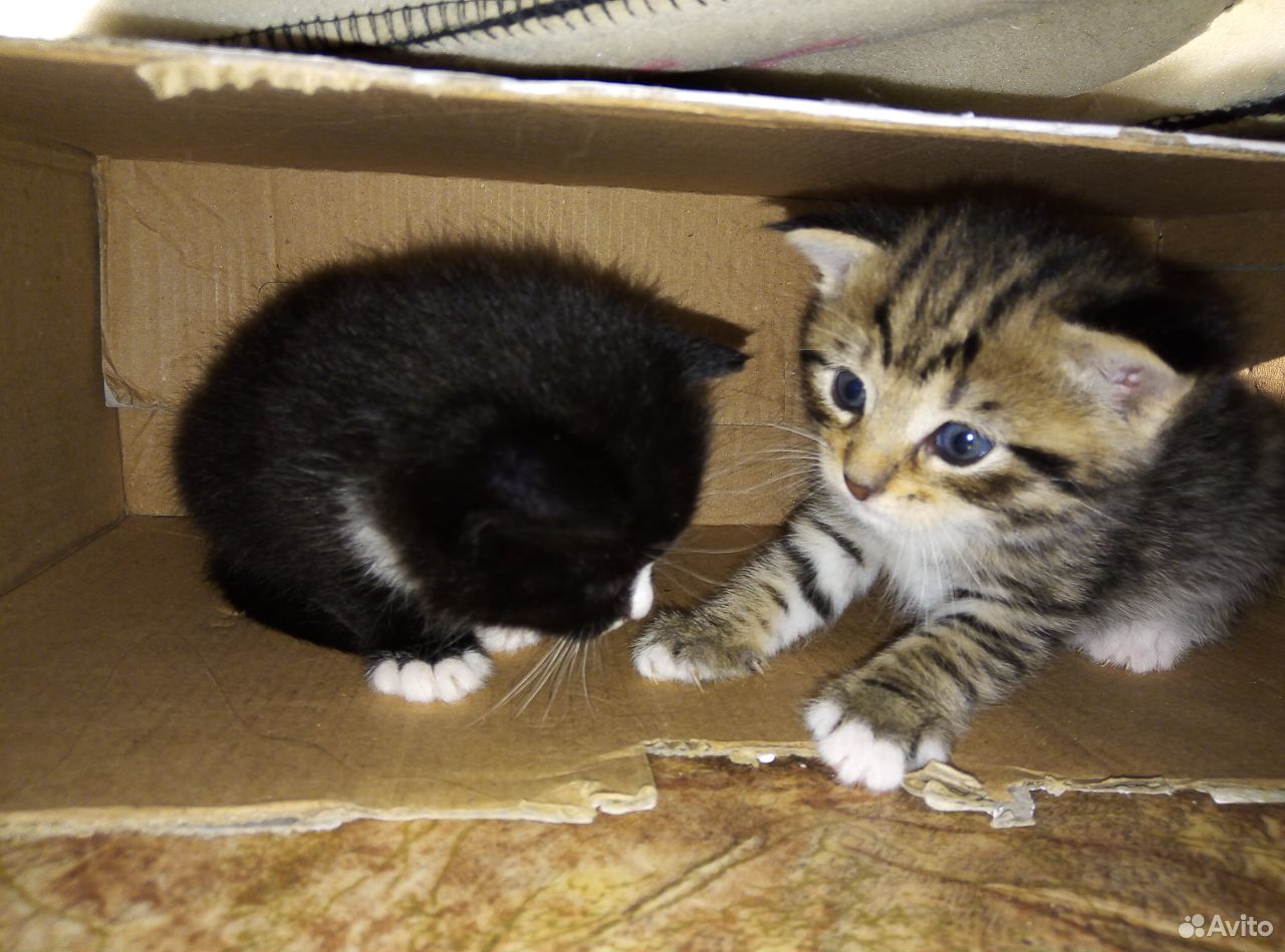 Устраиваем двух котят купить на Зозу.ру - фотография № 1