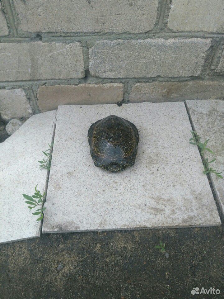 Черепаха водяная купить на Зозу.ру - фотография № 4