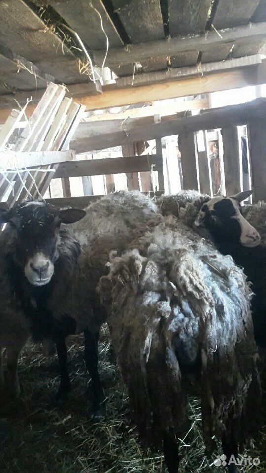 Овцы, овцематки купить на Зозу.ру - фотография № 2