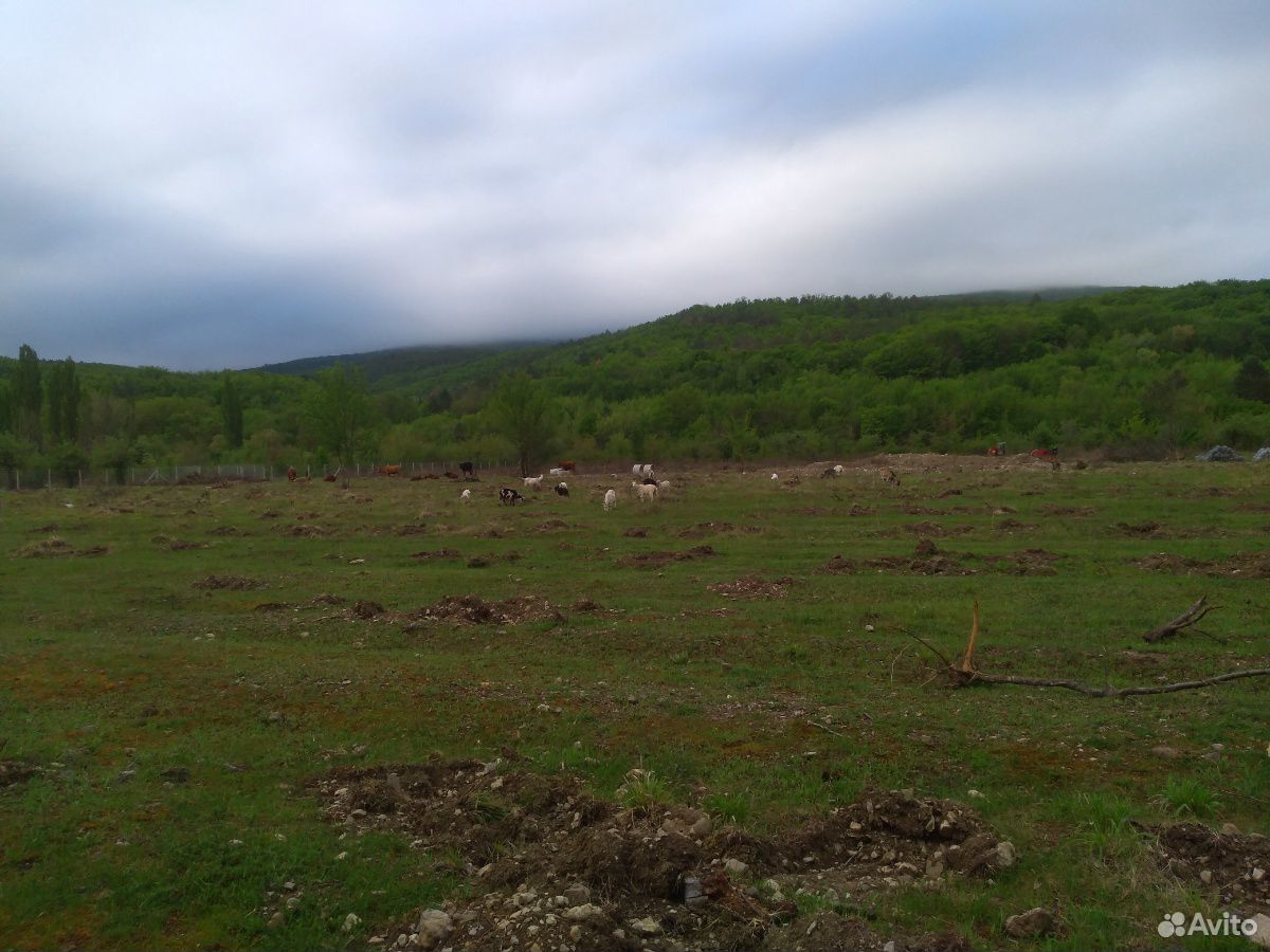 Продам коров быков телят стадо купить на Зозу.ру - фотография № 1