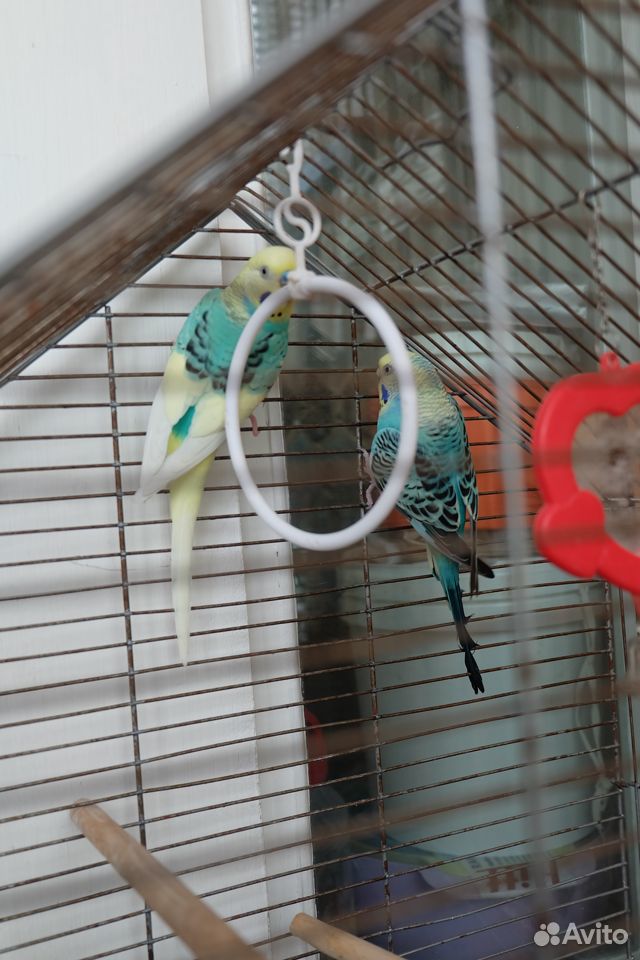 Пара волнистых попугаев купить на Зозу.ру - фотография № 1