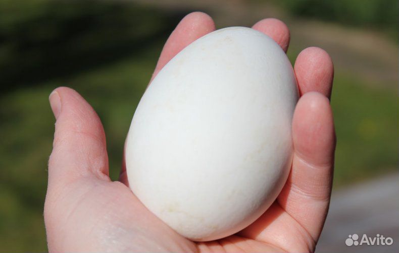 Яйца гусиные домашние купить на Зозу.ру - фотография № 1