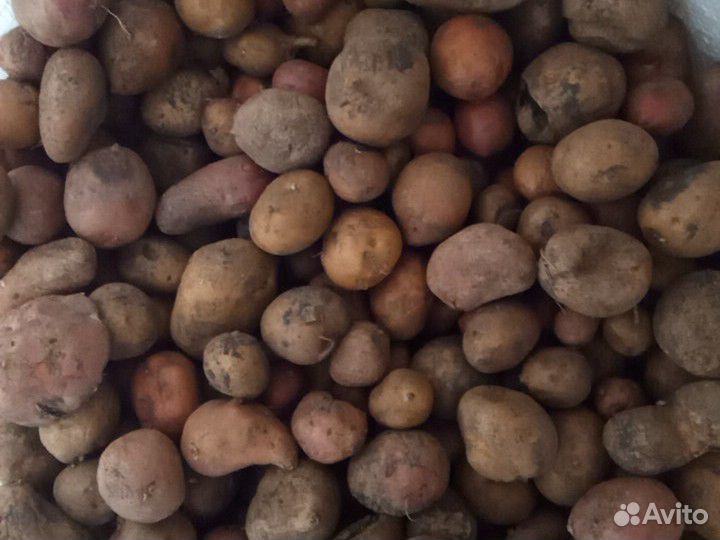 Картофель мелкий на корм животным купить на Зозу.ру - фотография № 2