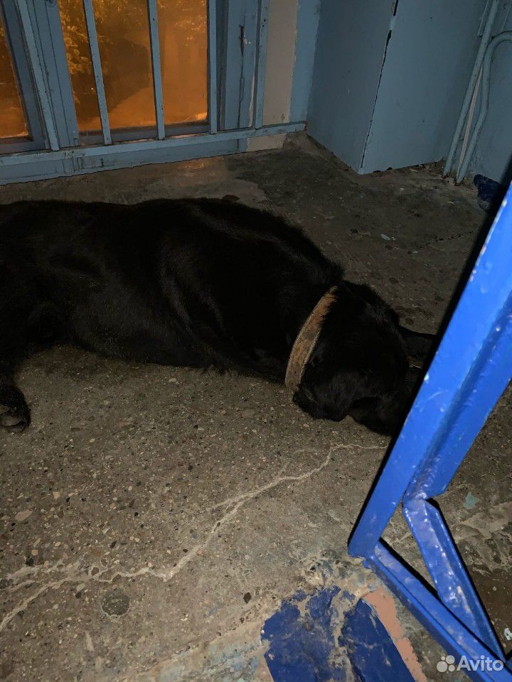 Собака потерялась, не может найти дом купить на Зозу.ру - фотография № 2