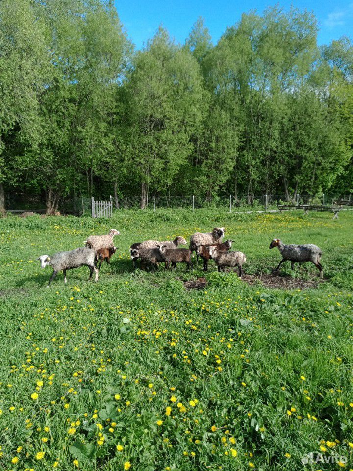 Овцы,ягнята,козлята купить на Зозу.ру - фотография № 5