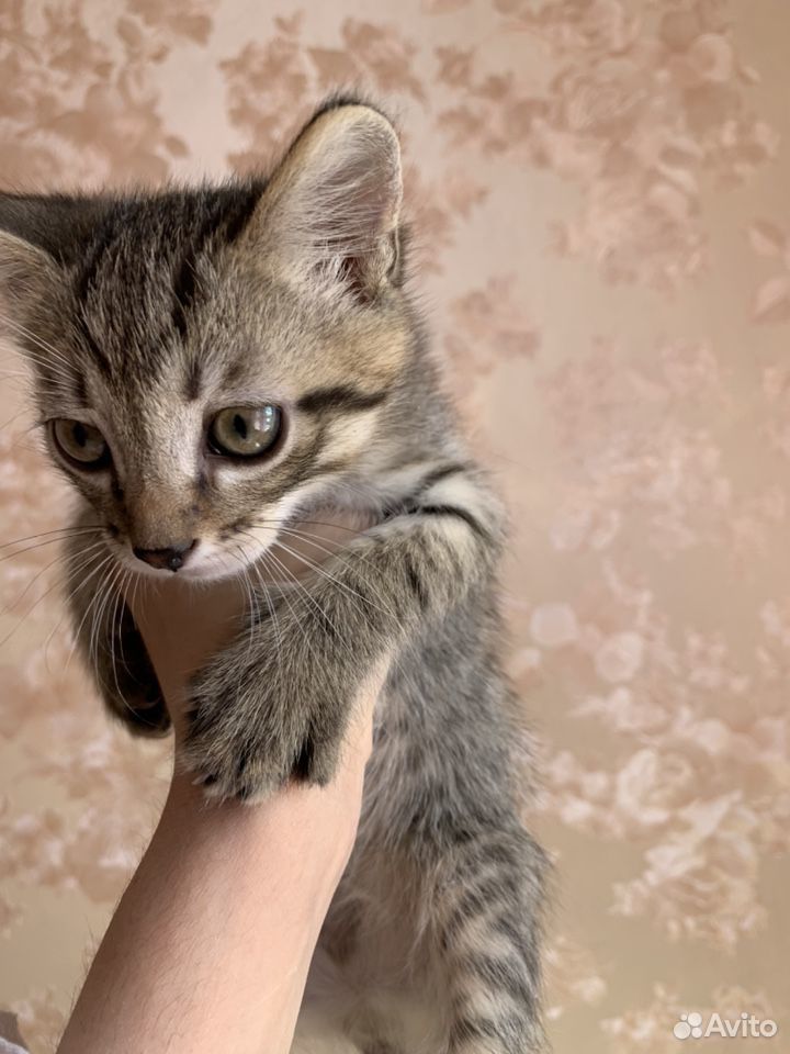 Котёнок в добрые руки купить на Зозу.ру - фотография № 7