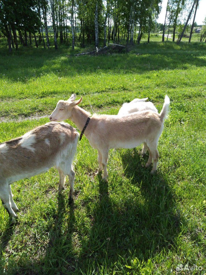 Заано-нубийские козы купить на Зозу.ру - фотография № 5