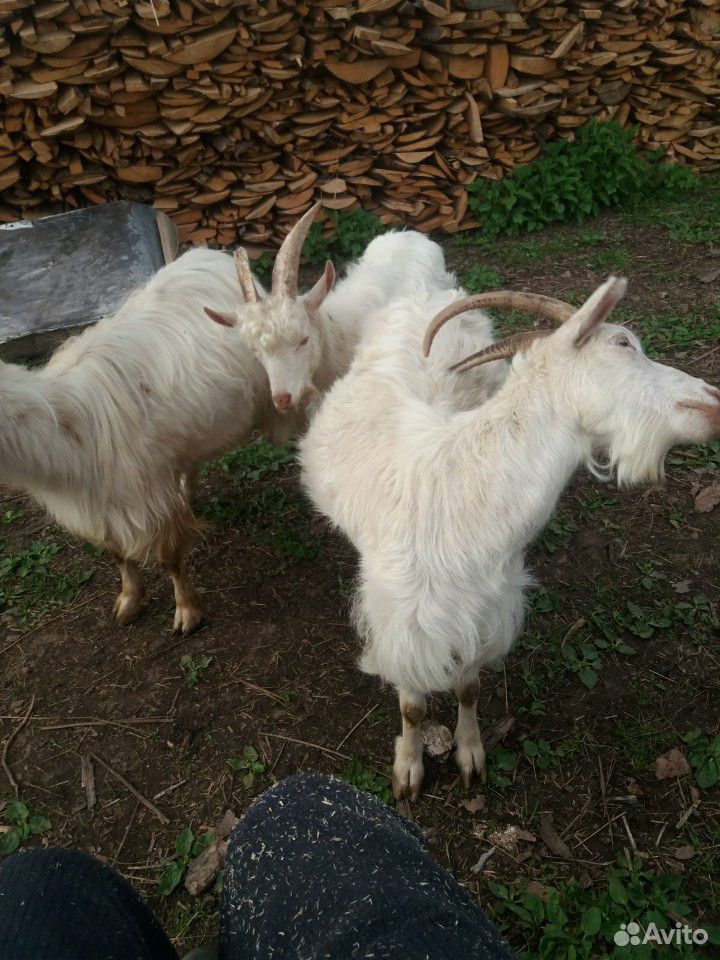 Продам козу молочную купить на Зозу.ру - фотография № 2