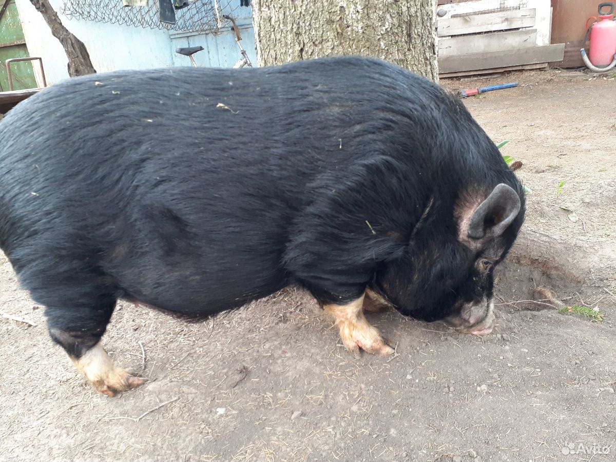 Продам вьетнамских свиней купить на Зозу.ру - фотография № 2