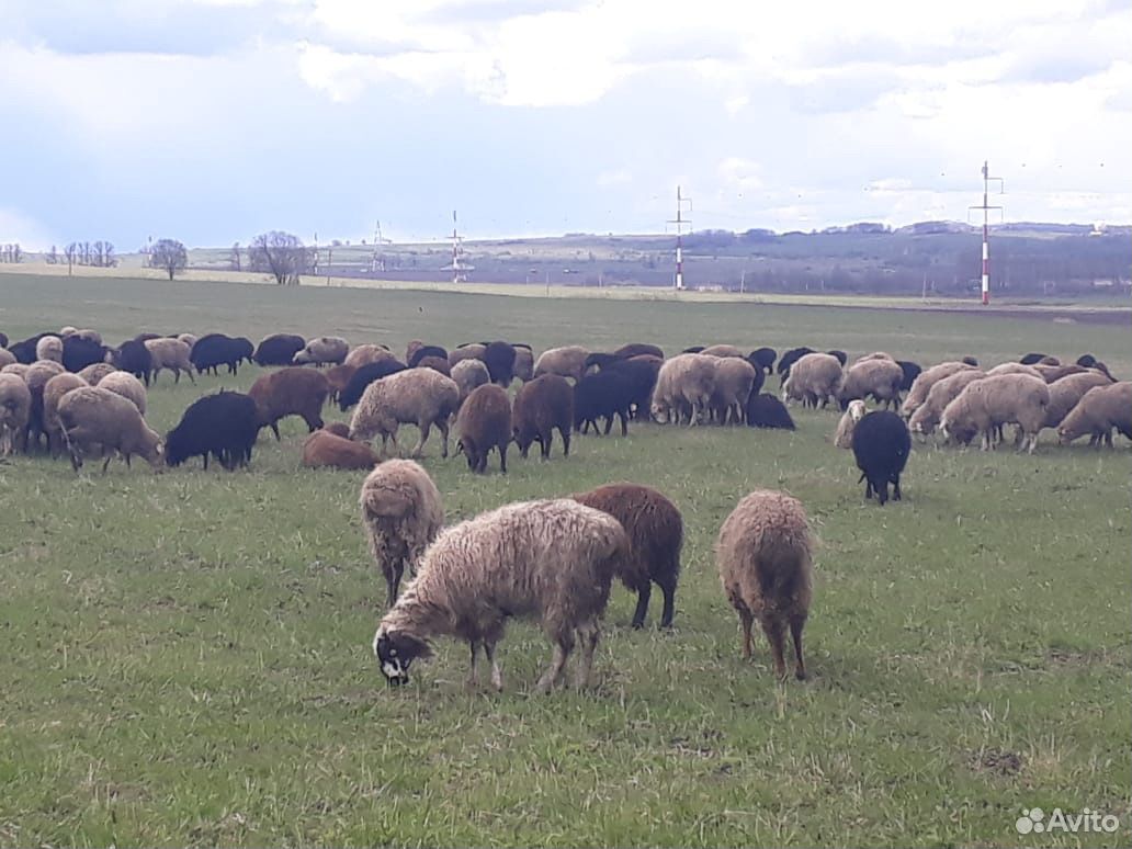 Бараны овцы купить на Зозу.ру - фотография № 1