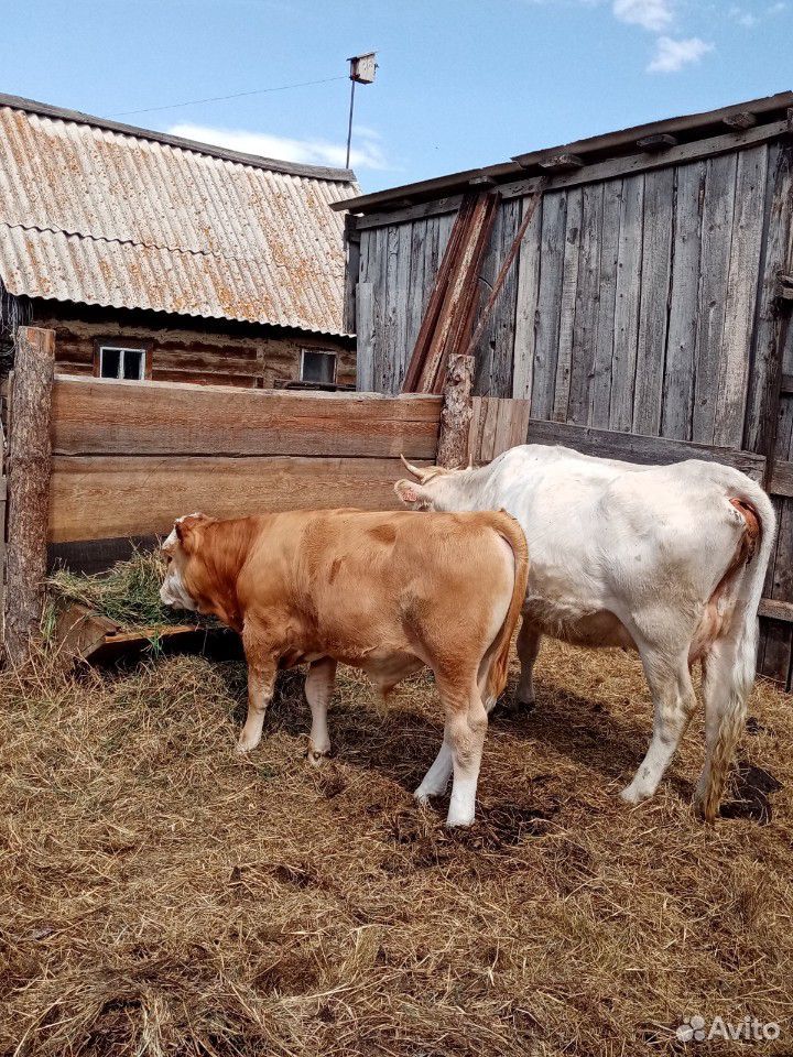 Продам корову и бычка купить на Зозу.ру - фотография № 5
