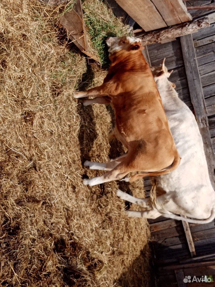Продам корову и бычка купить на Зозу.ру - фотография № 9