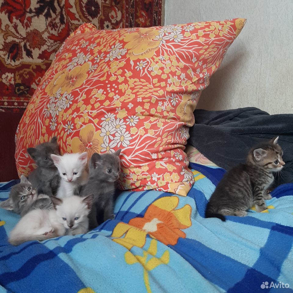 Котята в добрые руки купить на Зозу.ру - фотография № 2